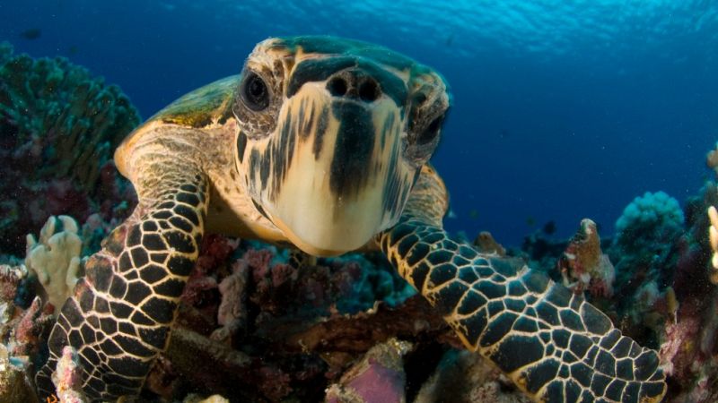 Españoles en la mar en Radio 5 - Tortugas marinas - 26/06/19 - Escuchar ahora