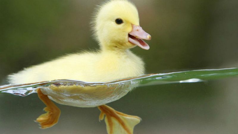 Contando cuentos - Pato clarinete - 7/7/19 - Escuchar ahora