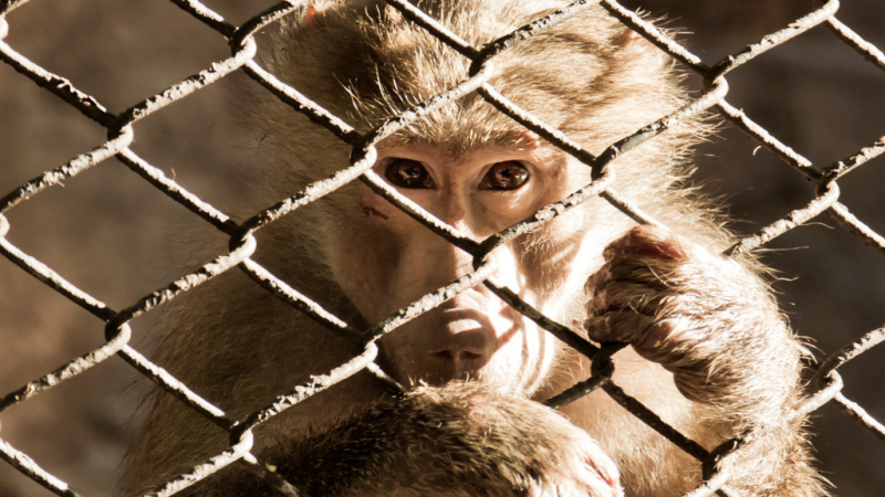 14 horas - El tráfico ilegal de especies mueve más dinero que el de armas o drogas