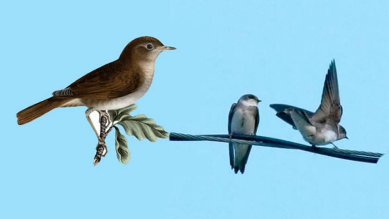 Contando cuentos - Golondrina y ruiseñor - 13/07/19 - Escuchar ahora