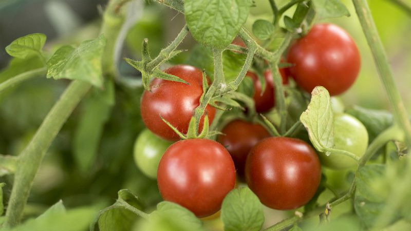 Las mañanas de RNE con Íñigo Alfonso  - Huertas solidarias en Navarra - Escuchar ahora