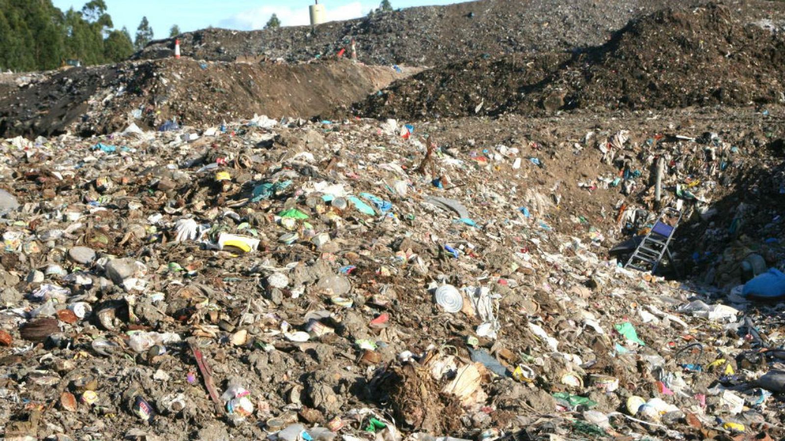 Todo Noticias - Mañana - La criminalidad ambiental, un estudio de SEO Birdlife - Escuchar ahora