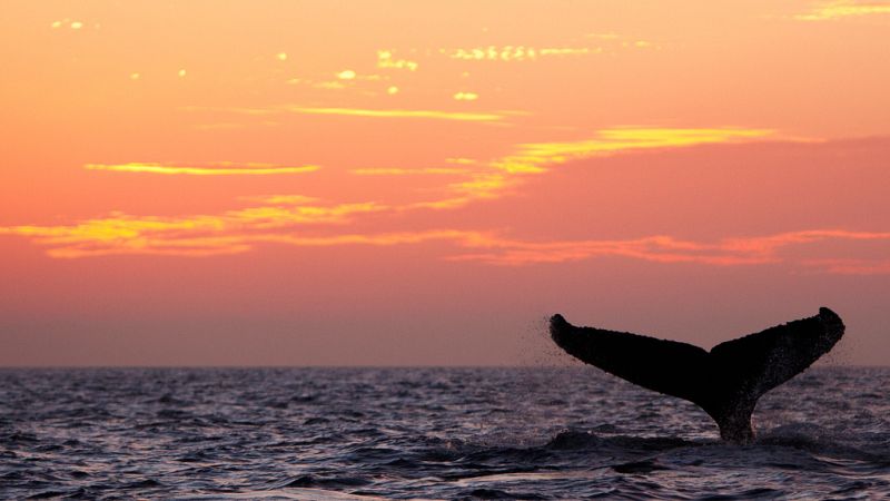 Bicentenario de Herman Melville - Escuchar ahora