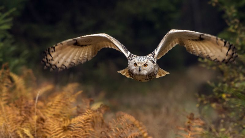 14 horas - La Guardia Civil encuentra más de un centenar de aves electrocutadas