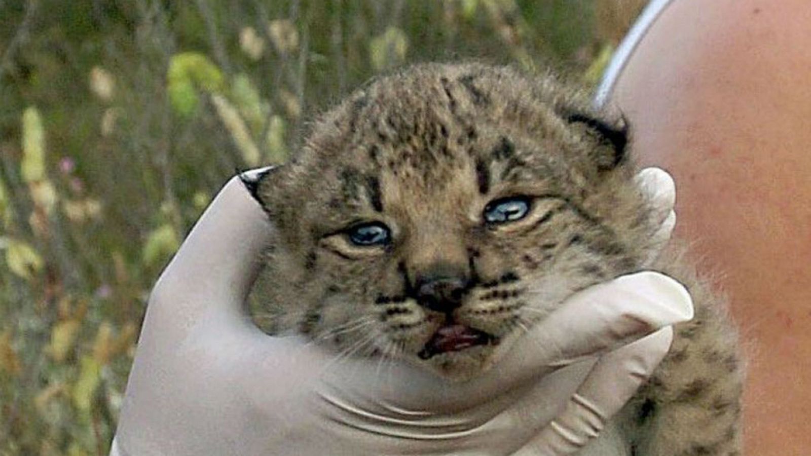 Boletines RNE - Nace un lince un siglo después - Escuchar ahora