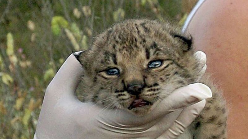 Boletines RNE - Nace un lince un siglo después - Escuchar ahora