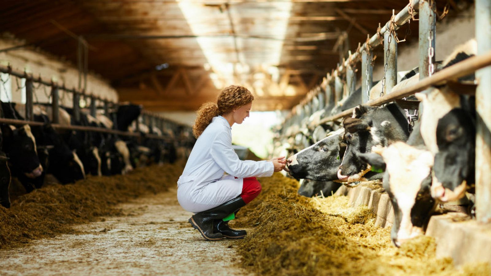 14 horas - Alemania propone subir el IVA de la carne - Escuchar a hora