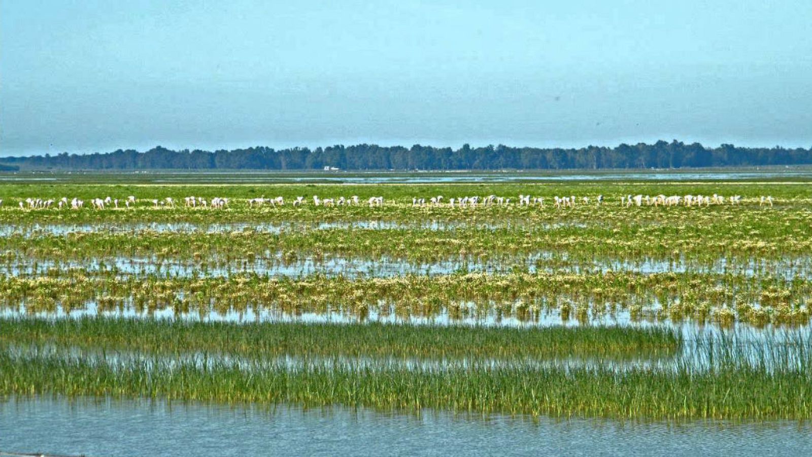 Las mañanas de RNE con Íñigo Alfonso - 50 años después el Parque Nacional de Doñana sigue sin estar a salvo - Escuchar ahora