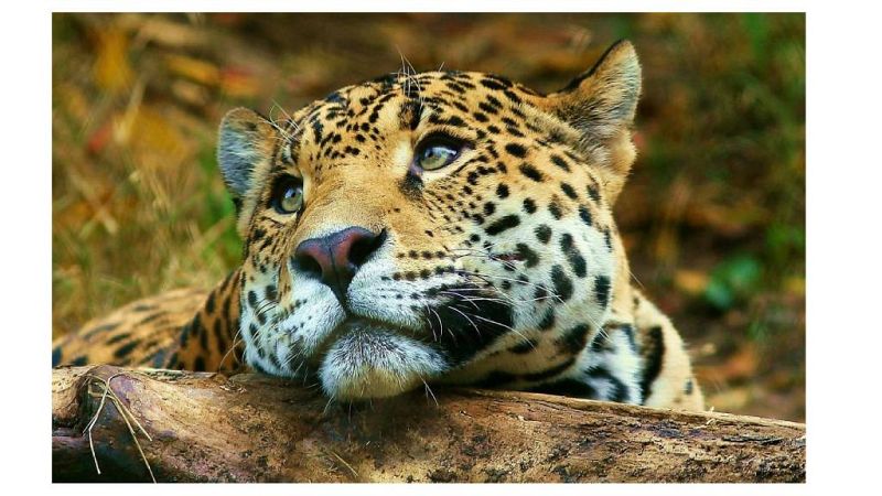 183 dispuestos a poner freno al contrabando de especies en peligro - Escuchar ahora