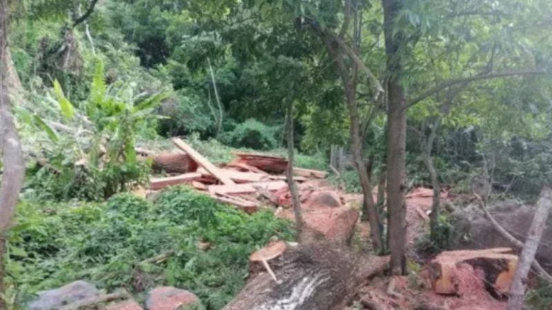 Las mañanas de RNE con Íñigo Alfonso - Ordenan plantar 3.000 árboles a dos hombres acusados de ecocidio en México - Escuchar ahora