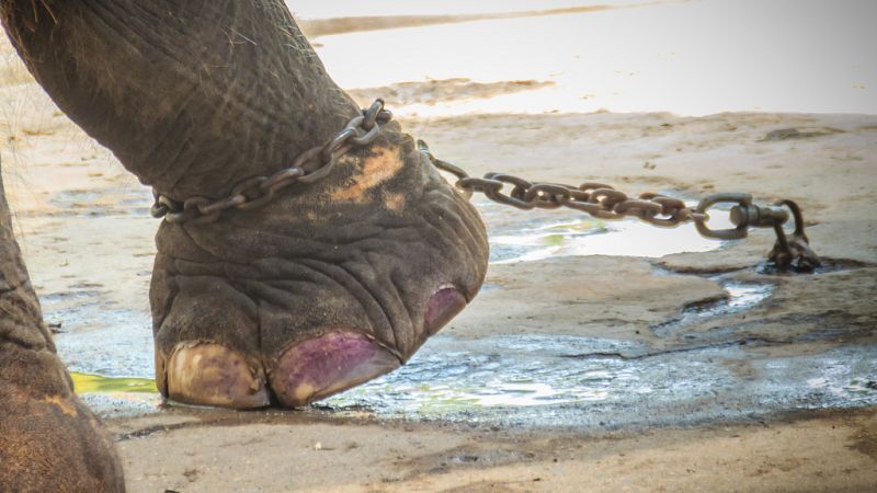 Todo noticias tarde - El comercio de elefantes salvajes - Escuchar ahora