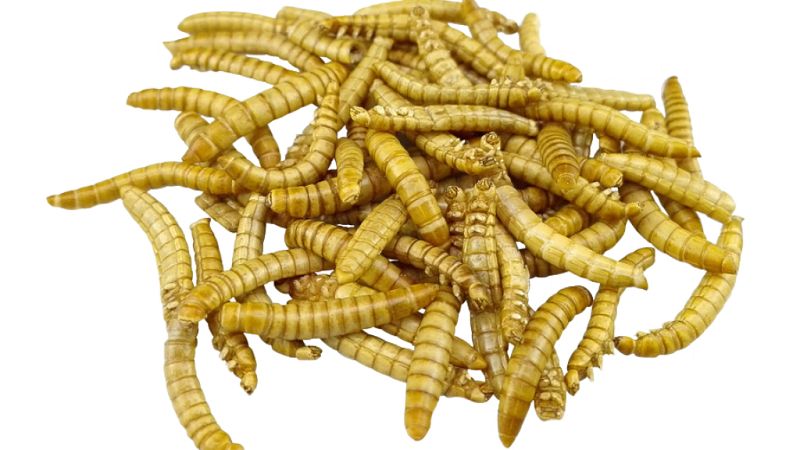 Reportajes Emisoras - Vitoria - Grillos y larvas - 28/08/19 - Escuchar ahora