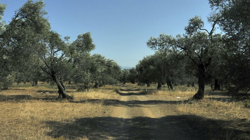 Venta de olivos milenarios - 29/08/19 - Escuchar ahora