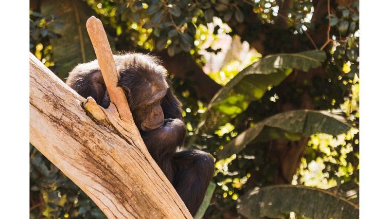 Las mañanas de RNE con Alfredo Menédez - AAP Primadomus, protegiendo primates y grandes felinos - Escuchar ahora