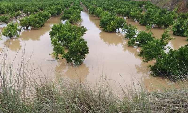 Las mañanas de RNE con Íñigo Alfonso - 300.000 hectáreas afectadas por la Gota Fría - Escuchar ahora