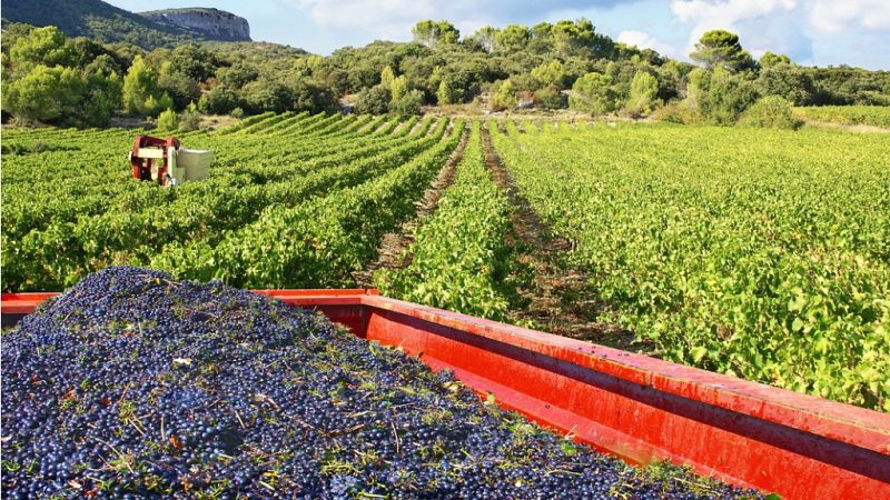 Reportajes Emisoras - La Rioja - La vendimia - 25/09/19 - Escuchar ahora