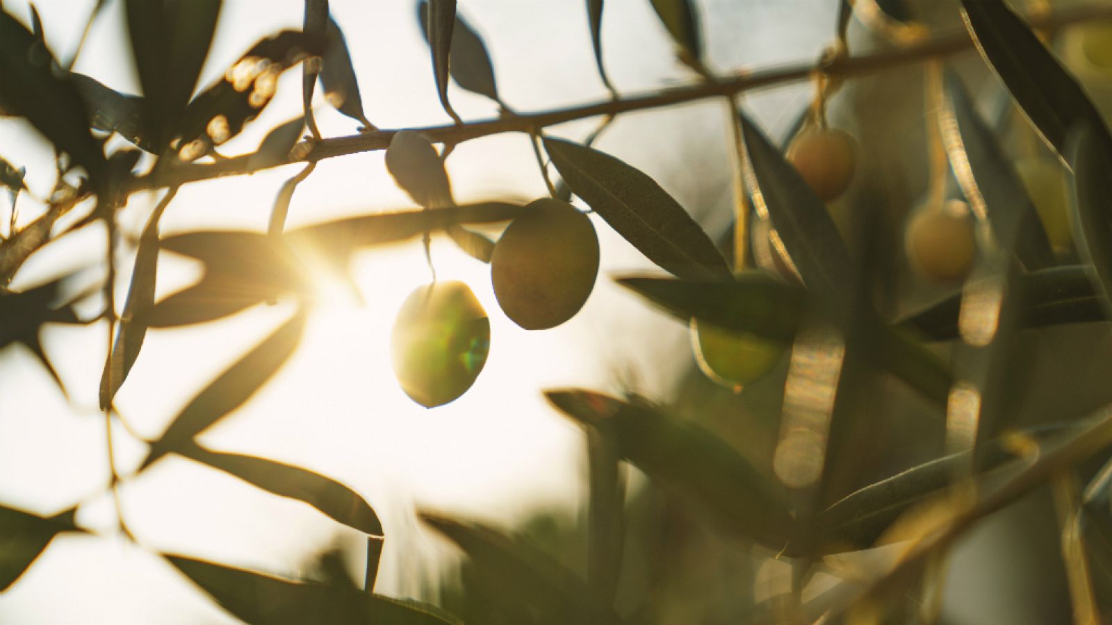 14 horas - Trump impondrá aranceles al queso, vino y aceite español - Escuchar ahora