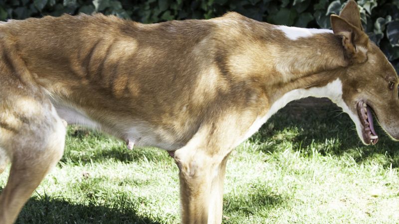 Todo noticias tarde - Abandono y maltrato animal -  Esuchar ahora - 11/10/2019