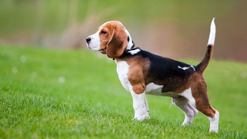 El arca de Noé - Beagle - 26/10/19 - Escuchar ahora