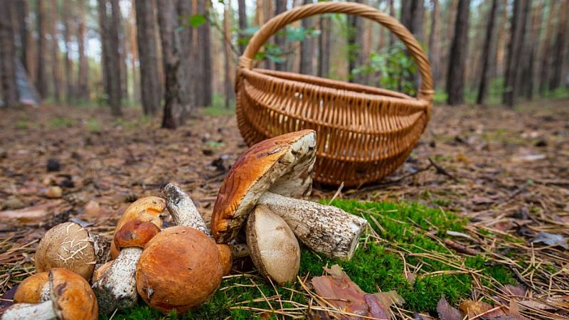 Alimento y salud - De setas y frutas - 27/10/19 - Escuchar ahora