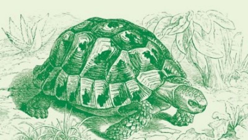 El mundo desde las Casas - Tortugas mediterráneas - 30/10/19 - Escuchar ahora