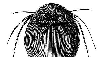 Las ma�anas de RNE con ��igo Alfonso - El animal m�s antiguo del mundo vive en �vila - Escuchar ahora