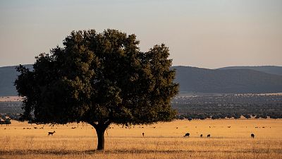 Escapadas - Caba�eros fuera de temporada - 21/11/19 - Escuchar ahora