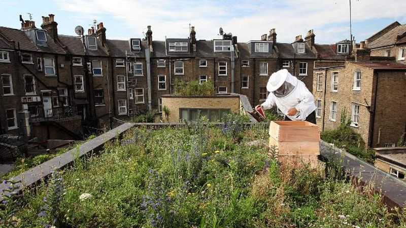 Vida verde - Abejas - 23/11/19 - escuchar ahora