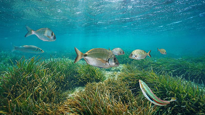 Espaoles en la mar - La Cumbre del Clima (COP25) de Madrid: la cumbre azul del ocano y el clima - 26/11/19 - escuchar ahora