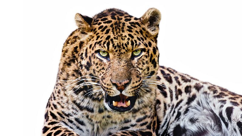 Planeta vivo - 'Panteras' de Andoni Canela - 04/12/19