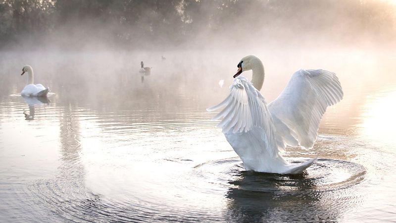 Gran repertorio - TCHAIKOVSKY: El Lago de los Cisnes - 04/12/19 - escuchar ahora