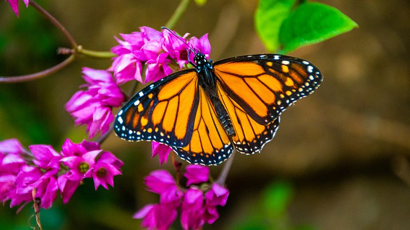 Reportajes Emisoras - Palencia - Estudio sobre la situación de las mariposas - 16/12/19 - Escuchar ahora