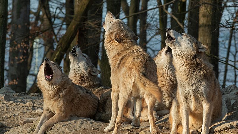 La pequeteca - Aullidos antes de Navidad - 23/12/19 - Escuchar ahora