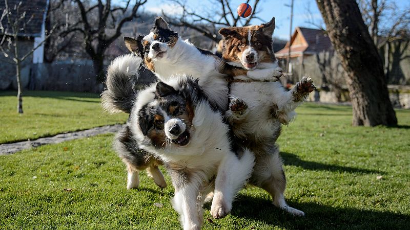 Todo noticias mañana - Real Sociedad canina: "Antes de coger un perro, hay que pensar que es un ser vivo y no un objeto"
