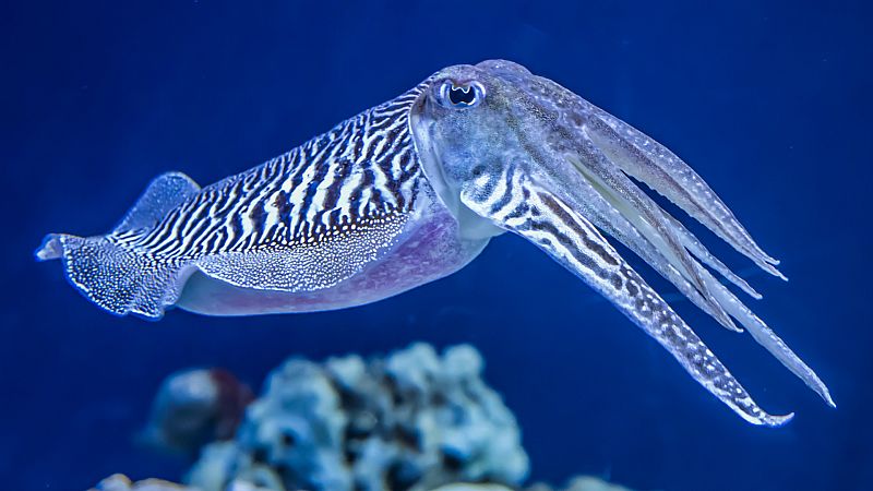 24 horas - En algún lugar de la ciencia: Sepias con gafas tridimensionales - Escuchar ahora