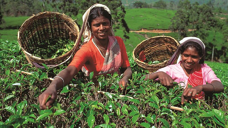 Crónicas de un nómada- Té de Sri Lanka - 12/01/19 - Escuchar ahora