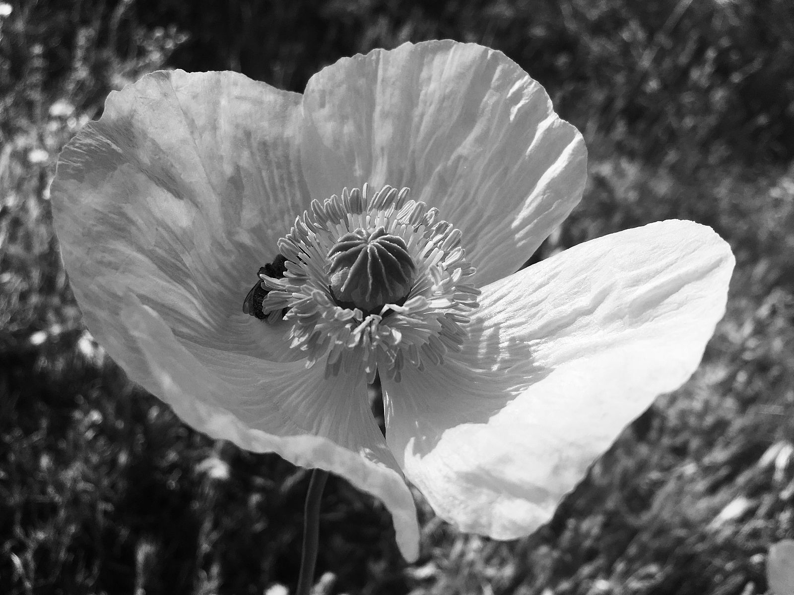 Músicas posibles - Memory Echo - 17/01/20 -  escuchar ahora