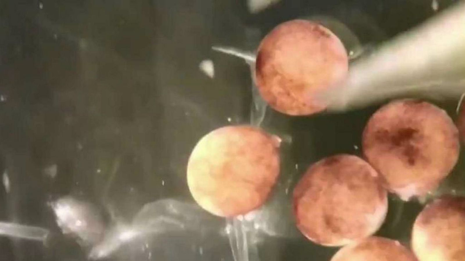 El gallo que no cesa - Biobots, ¿hay que redefinir el concepto de vida?