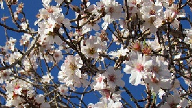 Caminantes - Los almedros en el Algarve - 25/01/20 - Escuchar ahora