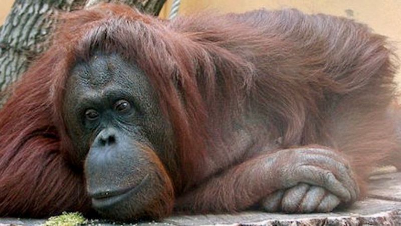 No es un día cualquiera - La comunicación animal - Patricia Fernández de lis - 'Planeta 2050' - Escuchar ahora