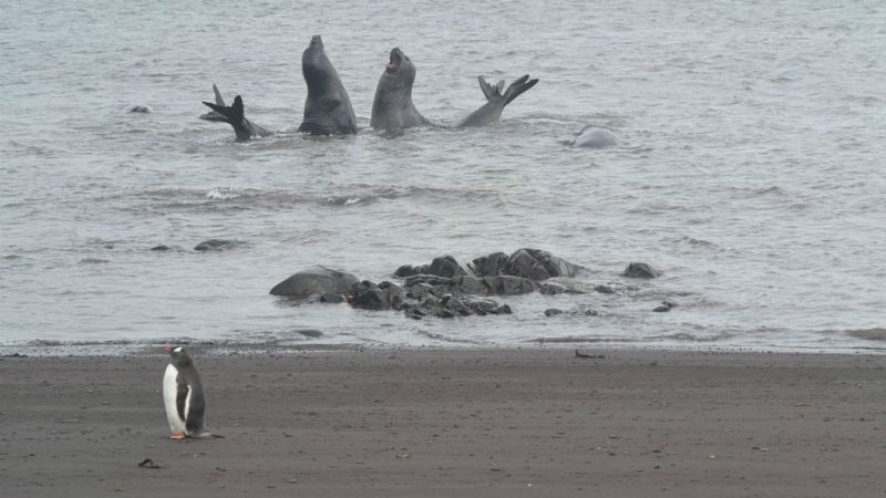 Todo noticias tarde - La vida de la fauna habitante en la Antártida - Escuchar ahora