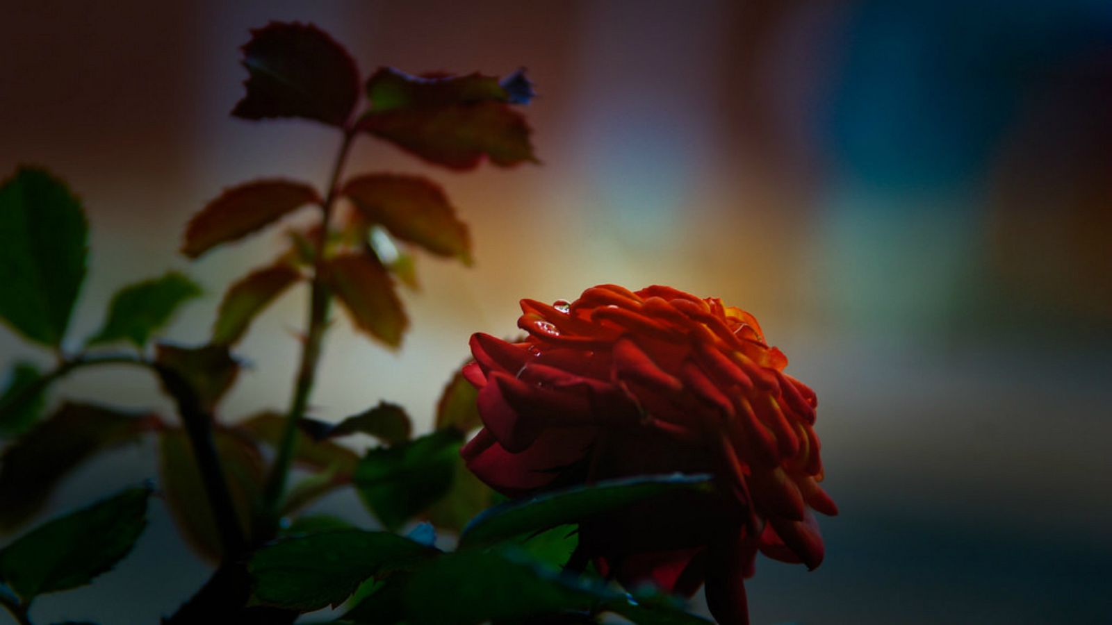 Las mañanas de RNE con Pepa Fernández - Operando - Una furtiva lágrima - Escuchar ahora