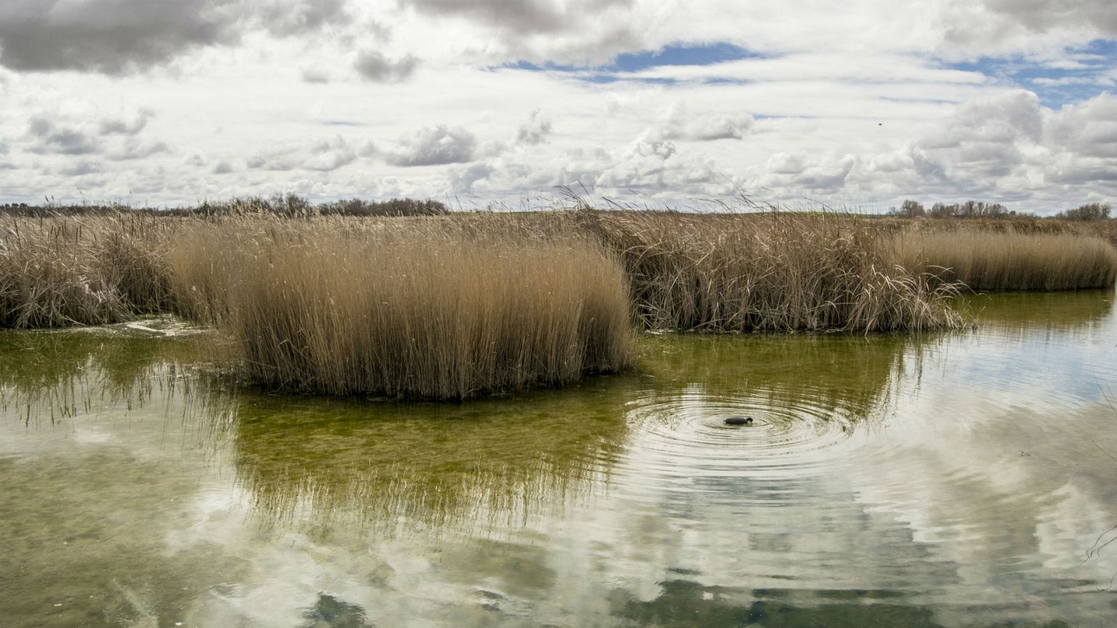 Reserva natural - Tablas de Daimiel, sobrevivir sin agua - 12/02/20