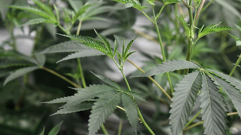 14 horas - Alerta por el aumento de la producción de marihuana