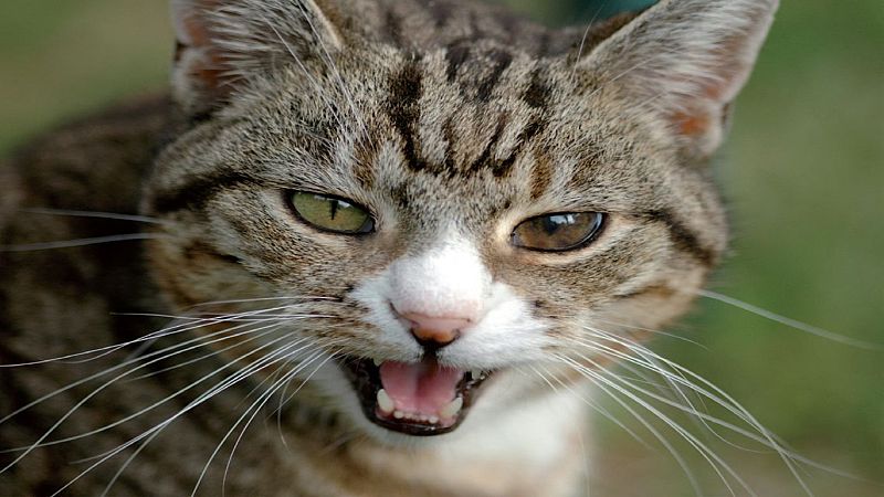 El arca de Noé - Estrés y salud del gato - 22/02/20 - Escuchar ahora