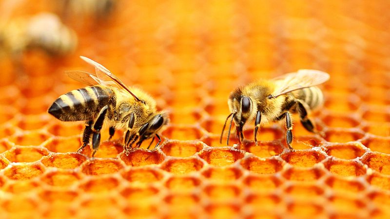 Punto de enlace - Los apicultores españoles reclaman soluciones - 28/02/20