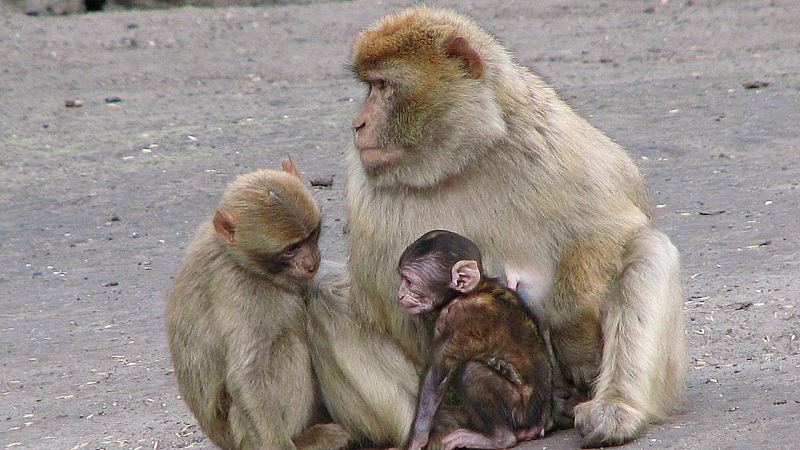 Las mañanas de RNE con Íñigo Alfonso - El comentario de Soriano | Macaca sylvanus