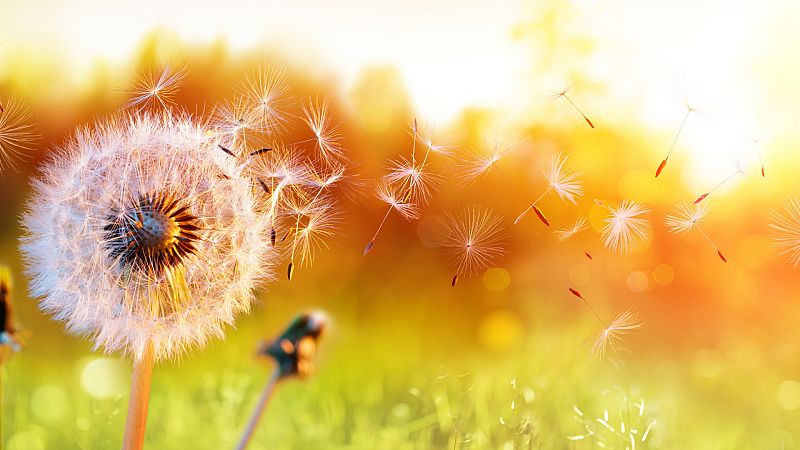 Todo noticias mañana - ¿Cómo diferenciar el coronavirus de la alergia? - Escuchar ahora