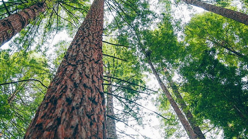 Todo noticicias mañana - Ecologistas en Acción: "Conservar la biodiversidad es clave para frenar las pandemias" - Escuchar ahora