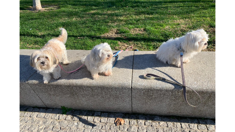 Todo noticias tarde - Las mascotas acusan el confinamiento